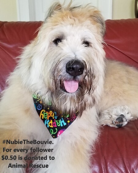 Nubie
