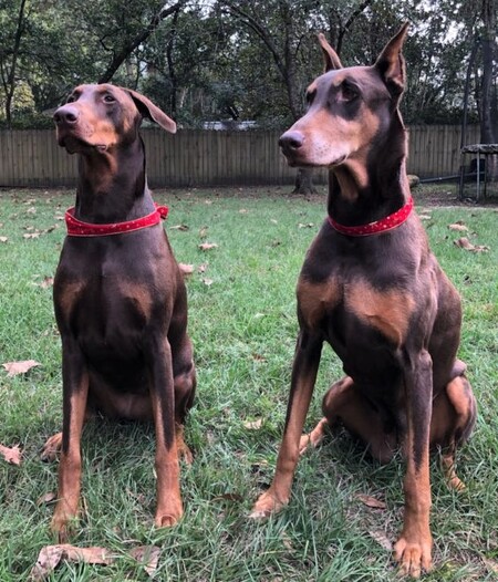 Double Trouble - Harmony & Justice