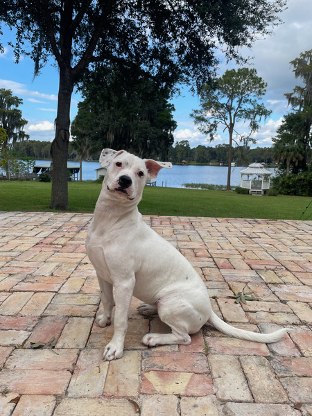 Iggy