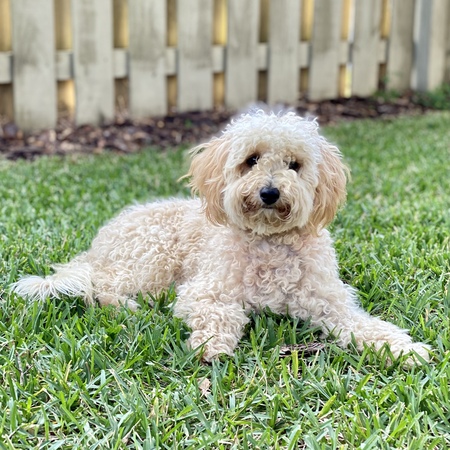 Ari the Labradoodle