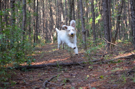 Strider