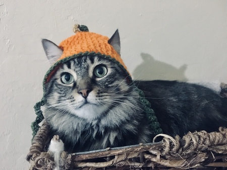 Kitten