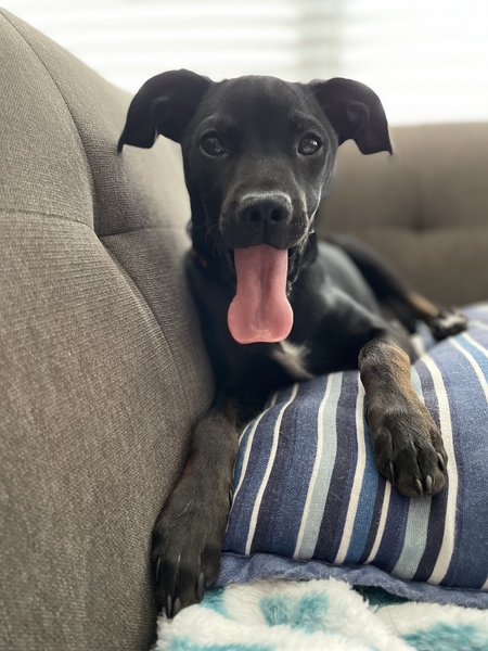 Hank