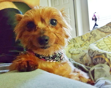 Gidget