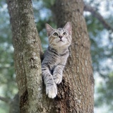 Entry image for Big Purr