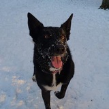 Entry image for Bear