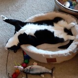 Entry image for Felix