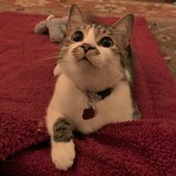 Entry image for Wilson