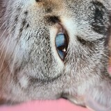 Entry image for Heidi