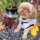 Entry image for Tallulah Moon