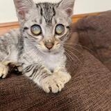 Entry image for Marshall 