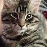 Entry image for Willow