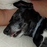 Entry image for Darlah