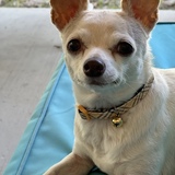 Entry image for Bella