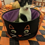 Entry image for Grasshopper