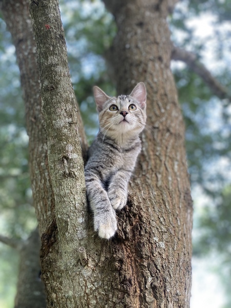 Entry image for Big Purr. Clicking this image will show a larger photo