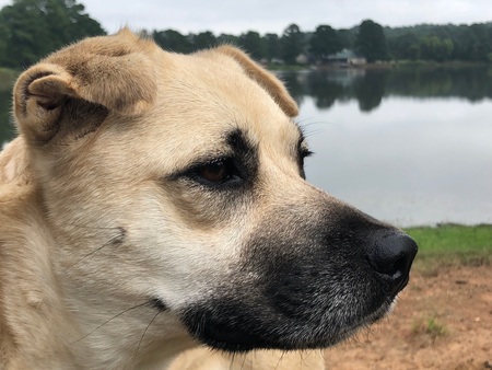 Entry image for Misty. Clicking this image will show a larger photo