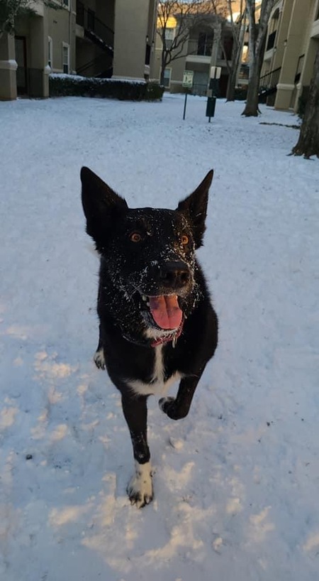 Entry image for Bear. Clicking this image will show a larger photo