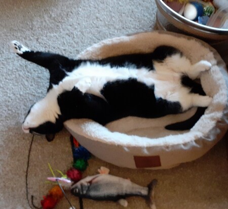 Entry image for Felix. Clicking this image will show a larger photo