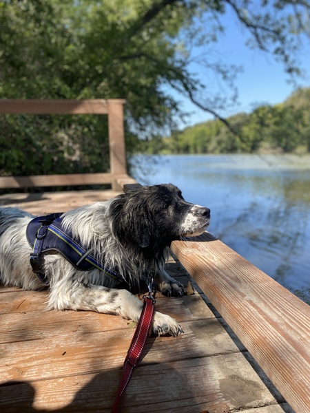 Entry image for Harley. Clicking this image will show a larger photo