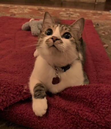 Entry image for Wilson. Clicking this image will show a larger photo