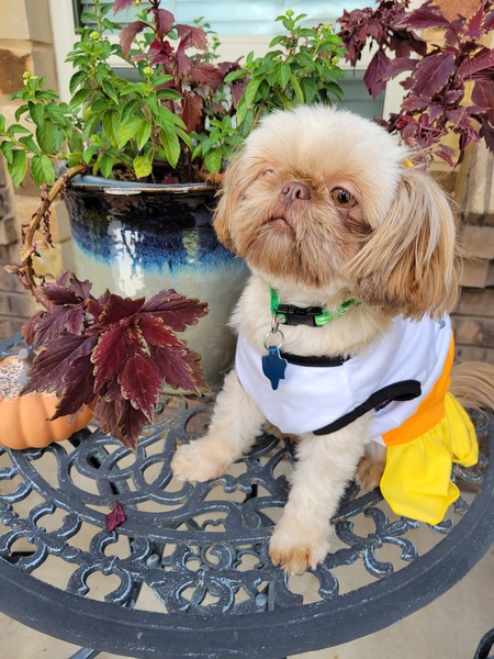 Entry image for Tallulah Moon. Clicking this image will show a larger photo