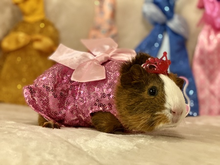 Entry image for Princess CC. Clicking this image will show a larger photo