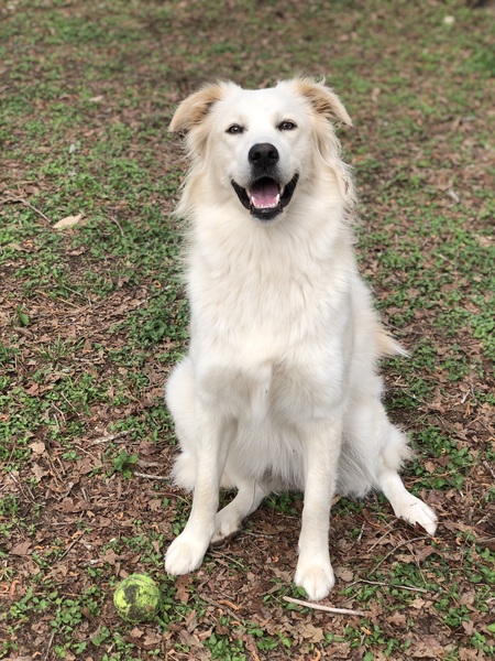 Entry image for Zimmy. Clicking this image will show a larger photo