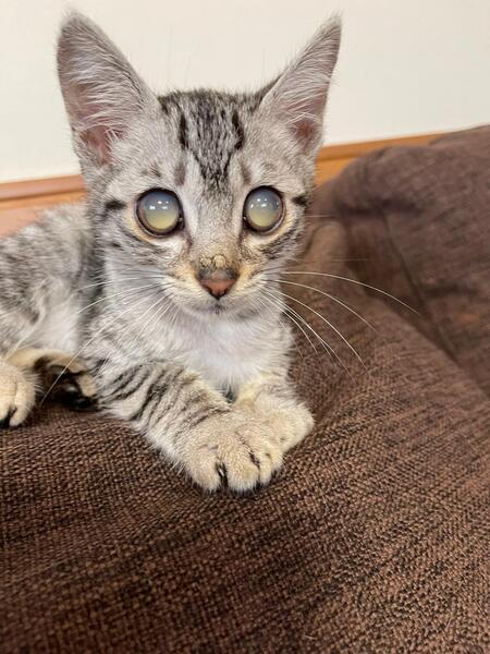 Entry image for Marshall . Clicking this image will show a larger photo