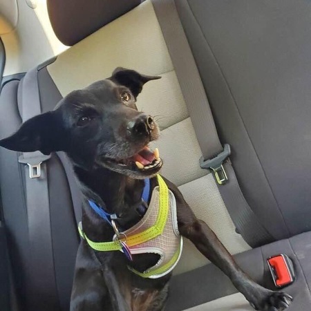 Entry image for Minnie. Clicking this image will show a larger photo