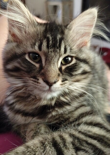 Entry image for Willow. Clicking this image will show a larger photo