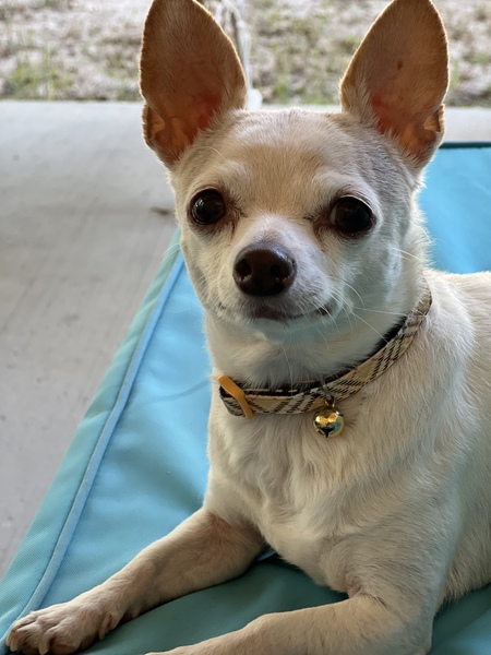 Entry image for Bella. Clicking this image will show a larger photo