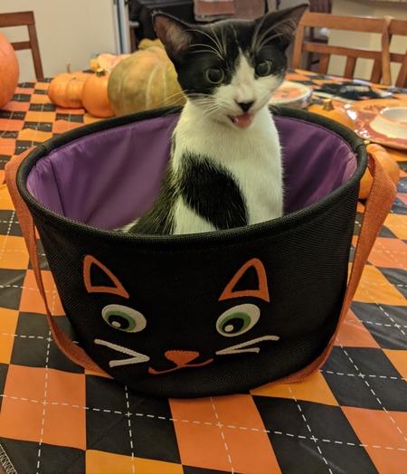 Entry image for Grasshopper. Clicking this image will show a larger photo