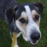 Entry image for Galileo - Adopted!!!