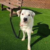 Entry image for Ginny - Available for Adoption