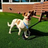 Entry image for Marty - Available for Adoption