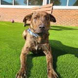 Entry image for Maverick - Adopted!!!