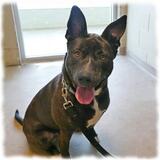 Entry image for Rose - Available for Adoption