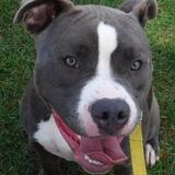 Entry image for Ryder - Adopted!!!