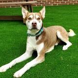 Entry image for Sailor - Adopted!!!