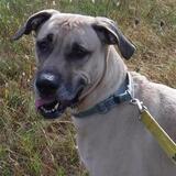 Entry image for Willow - Available for Adoption
