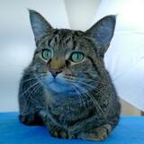 Entry image for Aimee - Available for Adoption