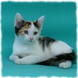 Entry image for Crocs - Adopted!!!