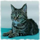 Entry image for Dumpling - Available for Adoption