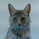 Entry image for Izzy - Adopted!!!