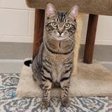 Entry image for Mr. Mischeif - Adopted!!!