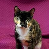 Entry image for Pepper - Available for Adoption