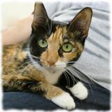 Entry image for Piper - Available for Adoption