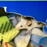 Entry image for Ocean Spray - Available for Adoption