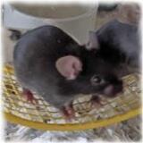 Entry image for Rockstar - Available for Adoption
